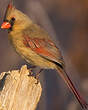 Cardinal rouge