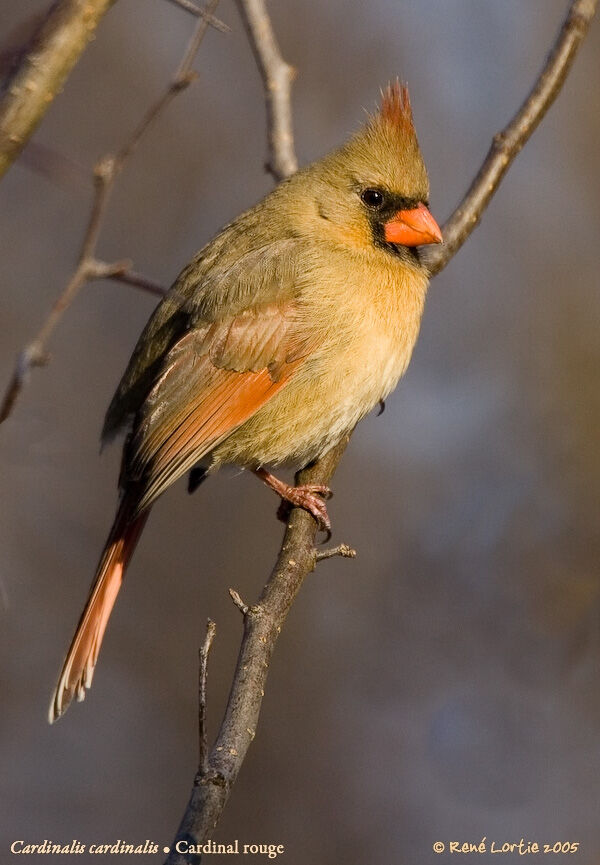 Cardinal rouge