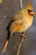 Northern Cardinal