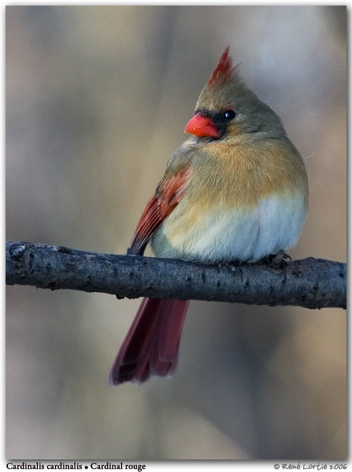 Northern Cardinal