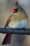 Northern Cardinal