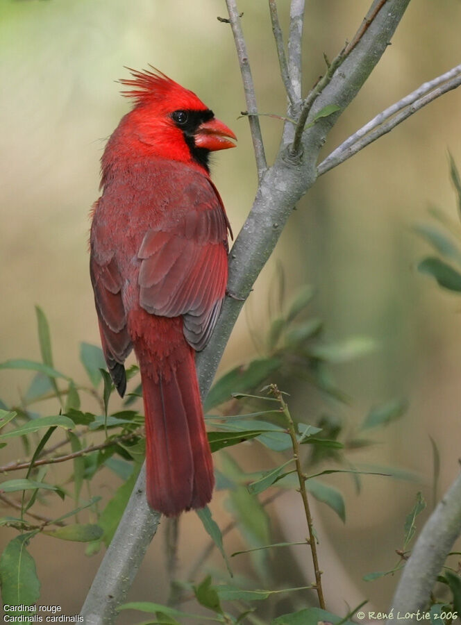 Northern Cardinal male