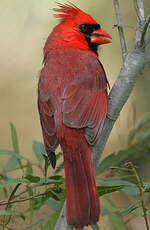 Cardinal rouge