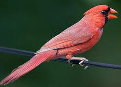 Cardinal rouge