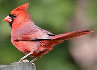 Cardinal rouge