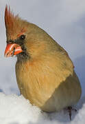 Northern Cardinal