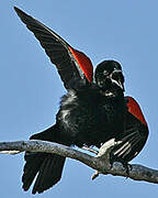 Red-winged Blackbird