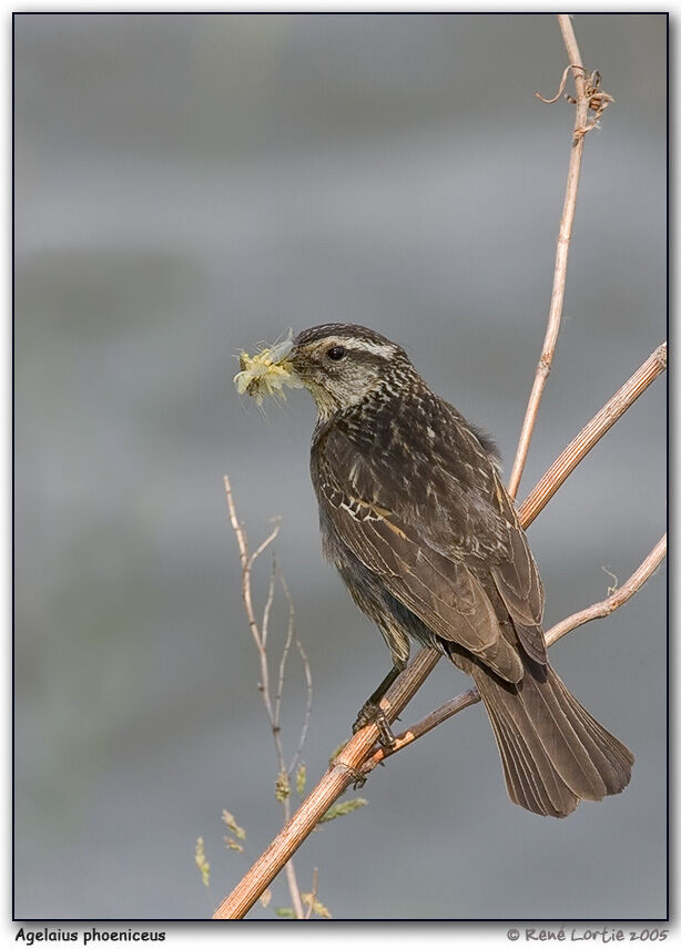 Red-winged Blackbird