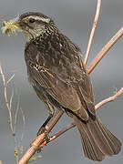 Red-winged Blackbird