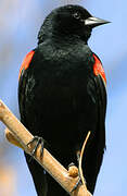 Red-winged Blackbird