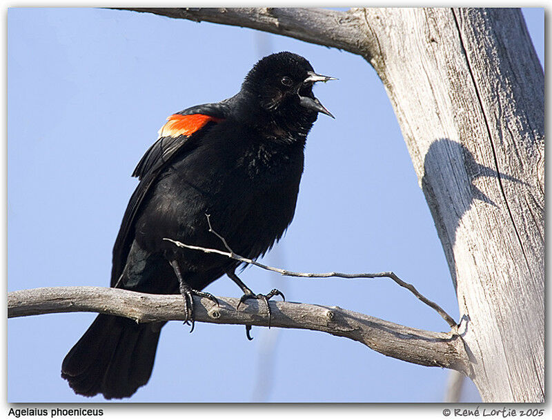 Red-winged Blackbird