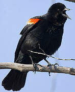 Red-winged Blackbird