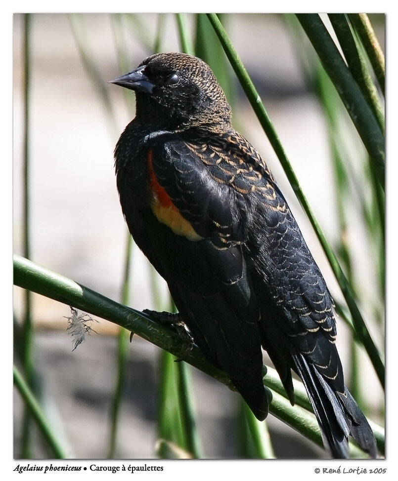 Red-winged Blackbird