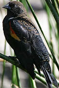 Red-winged Blackbird