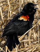 Red-winged Blackbird