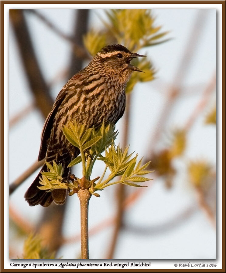 Red-winged Blackbird female adult