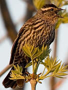 Red-winged Blackbird