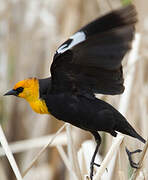 Yellow-headed Blackbird