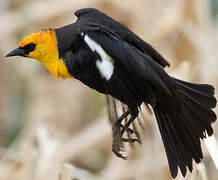 Yellow-headed Blackbird