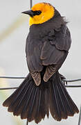 Yellow-headed Blackbird