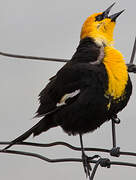 Yellow-headed Blackbird