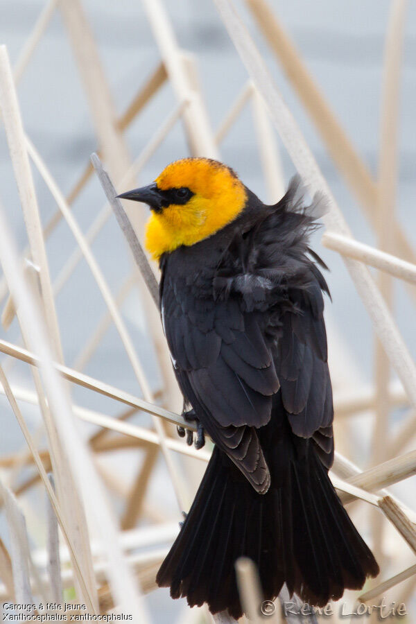 Yellow-headed Blackbird male adult, identification