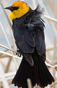 Yellow-headed Blackbird