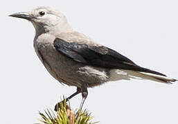 Clark's Nutcracker