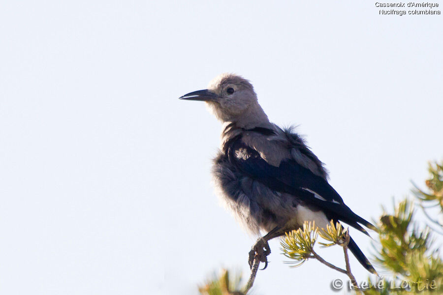 Clark's Nutcrackeradult, identification