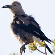 Clark's Nutcracker