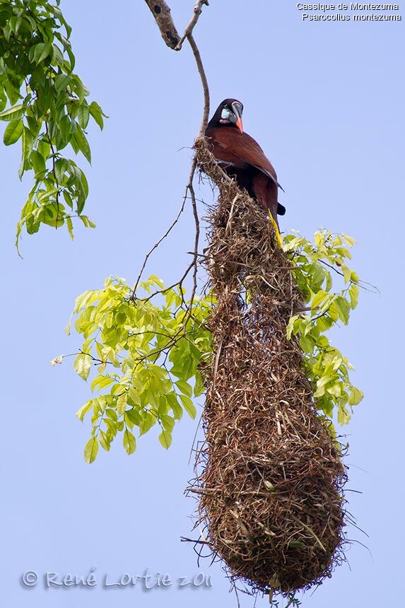 Montezuma Oropendolaadult, Reproduction-nesting