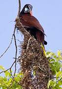 Montezuma Oropendola