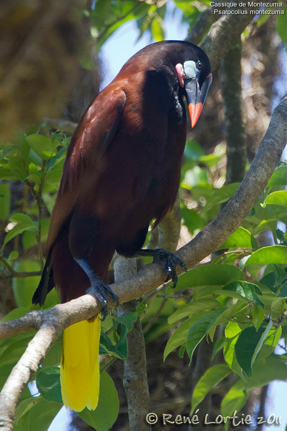 Montezuma Oropendolaadult, identification