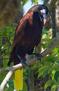 Montezuma Oropendola