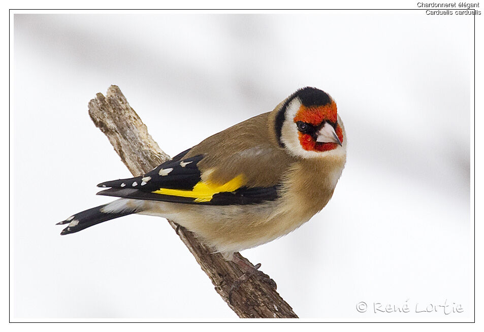 European Goldfinch, identification