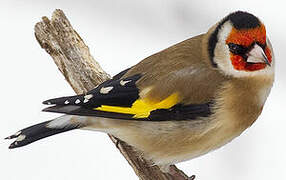 European Goldfinch