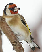 European Goldfinch