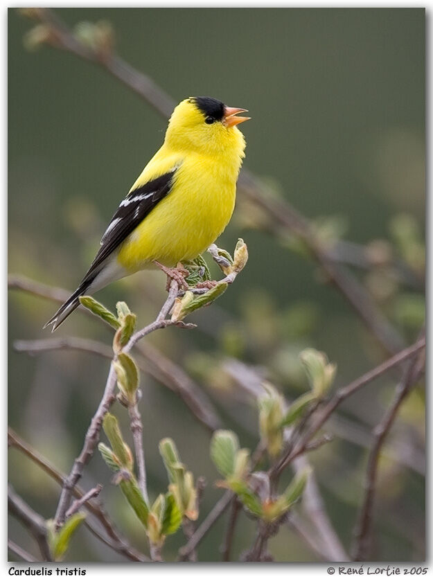 Chardonneret jaune