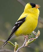 American Goldfinch