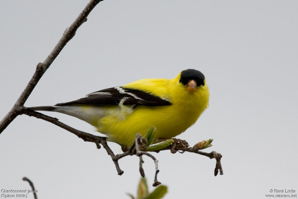 Chardonneret jaune