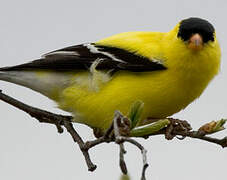 American Goldfinch