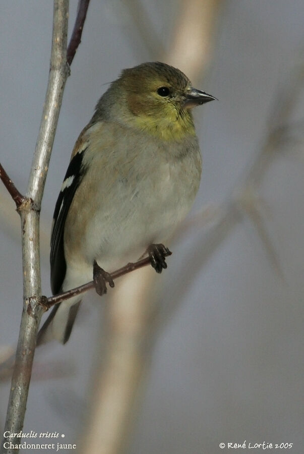 American Goldfinch