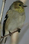 American Goldfinch