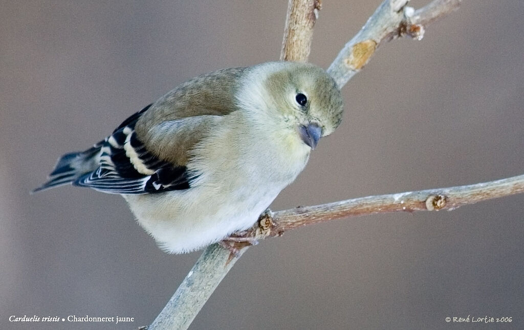 Chardonneret jaune