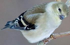 American Goldfinch