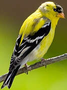 American Goldfinch