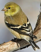 American Goldfinch