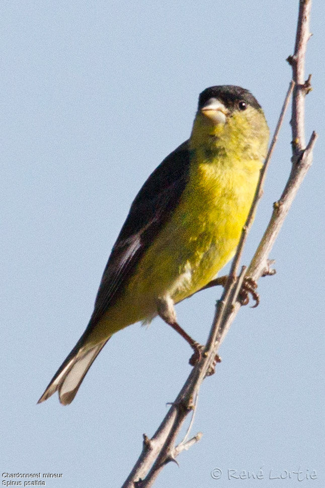 Chardonneret mineuradulte