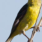 Chardonneret mineur