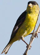 Lesser Goldfinch